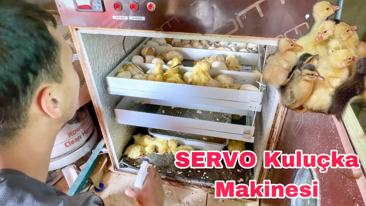 SERVO Kuluçka Makinesi /  Almadıysanız Bunu İzleyin ‼️