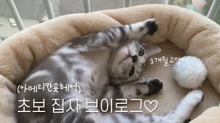 5_vlog | 아기고양이와 일상 | 아메리칸숏헤어 | 초보집사 | 3개월 고양이