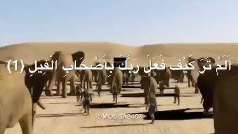 سورة الفيل  أَلَمْ تَرَ كَيْفَ فَعَلَ رَبُّكَ بِأَصْحَابِ الْفِيلِ