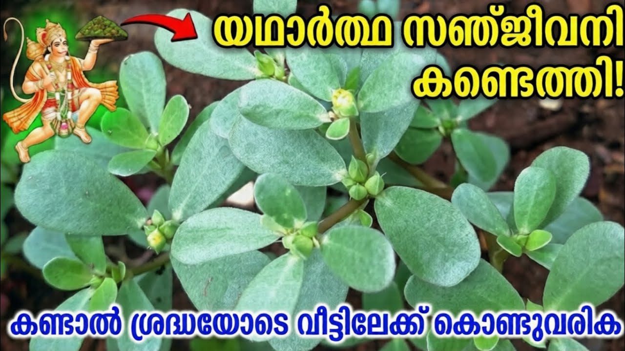 ഈ സസ്യം കണ്ടാൽ നഷ്ടപ്പെടുത്തരുത് – സ്വർണ്ണത്തേക്കാൾ വിലമതിക്കുന്ന പ്രകൃതി വരദാനം!