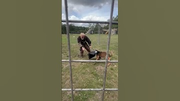 Thumbnail of DARKSIDE WORKING DOGS- DOG VS DECOY #dogs #shortvideo #shorts follow on insta