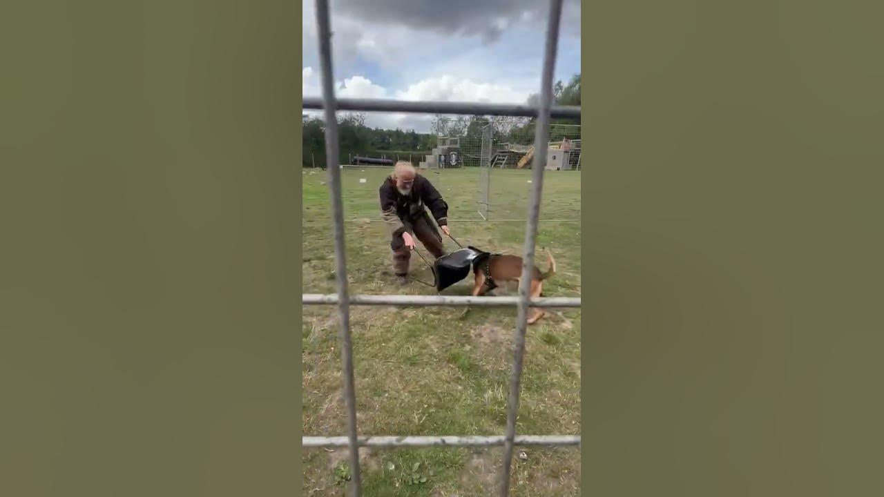 DARKSIDE WORKING DOGS- DOG VS DECOY #dogs #shortvideo #shorts follow on insta