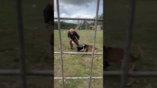 Darkside Working Dogs- Dog Vs Decoy Part 1