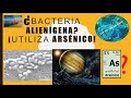 Bacteria alienígena en la Tierra. ¿Otra línea evolutiva?