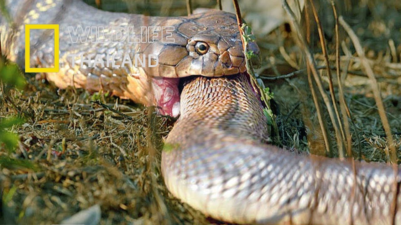 งูจงอาง ราชาแห่งสัตว์เลื้อยคลานมีพิษ ที่กลืนกินแม้แต่พวกเดียวกันได้อีกด้วย|สารคดีสัตว์ WILDLIFE
