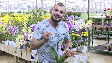 O que fazer quando caem as flores das orquídeas?