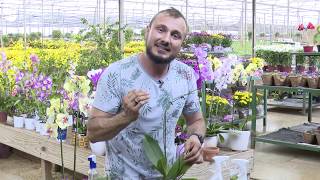 Phalaenopsis Orchid What To Do When The Flowers Fall?