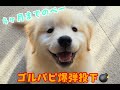 【ゴルパピ爆弾投下】ぺー４ヶ月までと奇跡の９頭その後