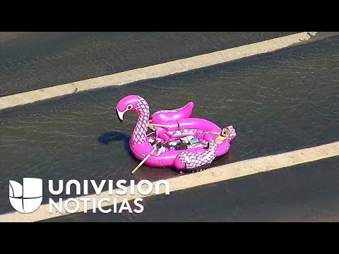 🎬 Video relacionado con flamencos gigantes inflables