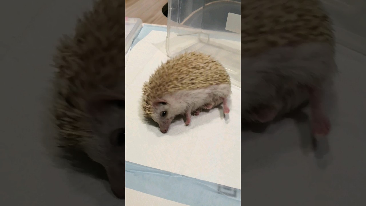 Hedgehog waking up from anesthesia be like... (he's fine!)