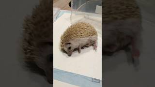 Hedgehog waking up from anesthesia be like... (he&#39;s fine!)