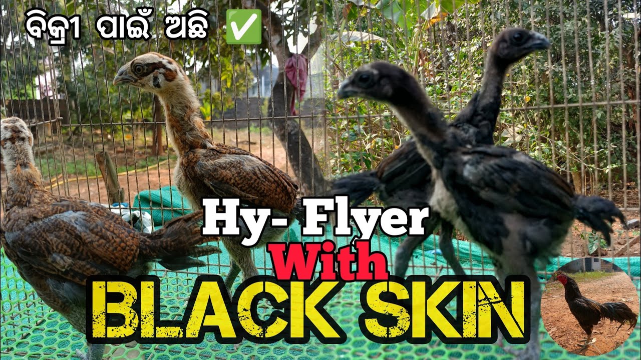 Black skin & Hyflyer & Chicks 🎉🐓 | ବ୍ଲାକସ୍କିନ୍ କୁକୁଡ଼ା ଭୁବନେଶ୍ଵର 💯 