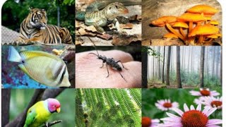 Conservation of plants and animals. explained english topic