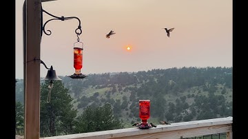 Hummingbirds Swarm Feeder as Wildfire Smoke Smudges Southern Colorado Sky