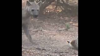 Hyena snatched baby deer from python #shorts #hyena #snatch #catch #baby deer #deer #python #snake