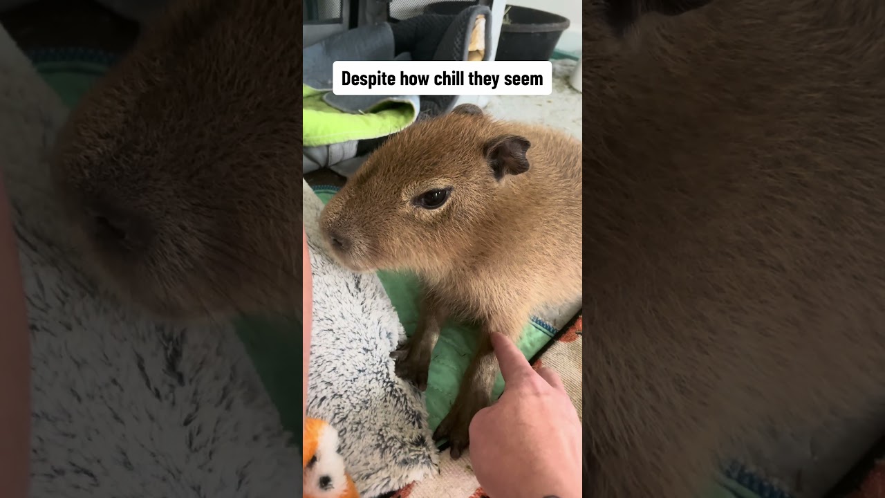 Socializing A Baby Capybara