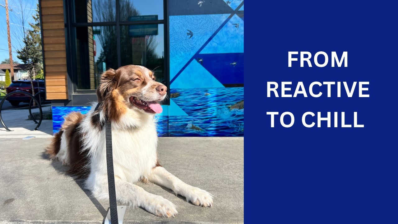 From Reactive to Chill - Stopping Leash Reactivity