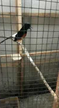 Cukup 30 detik,,,,  murai bisu langsung bunyi