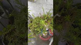 Turtle Vine plant 🥰 #Reels#youtubeshorts #turtlevineplants#love #terracegardening #gardeningturtle