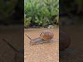 Самая медленная прогулка в Хайфе 🐌 Город Х