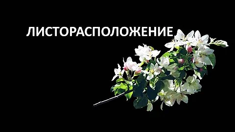 ЛИСТОРАСПОЛОЖЕНИЕ