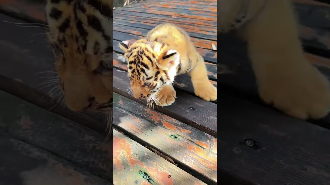 🐯🐯🐯WOW!!! The tiger cub is roaring 