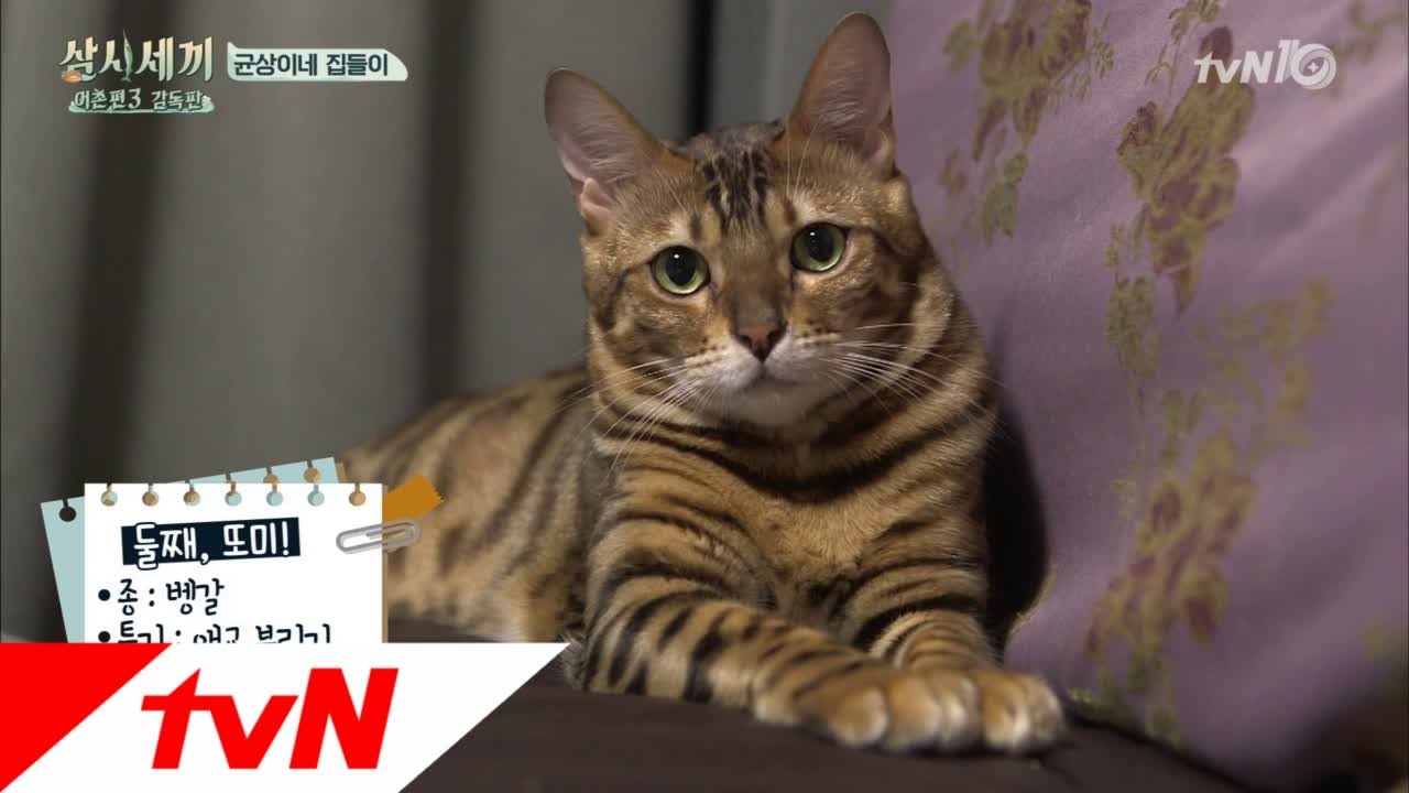 3bobfish [최초공개] 둘째냥 또미와 귱집사 하우스 161230 EP.12