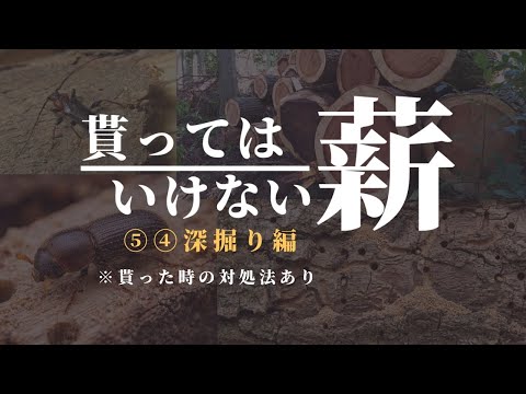 保存版】タダでも要らん薪!第5位&4位を徹底深掘り。松を「お宝」に 保存版】タダでも要らん薪!第5位&4位を徹底深掘り。松を「お宝」に