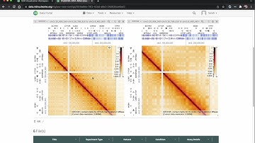HiGlass Visualization in the 4DN Data Portal