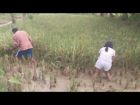 Kailangan Mag Gapas para may Bigas//Province life
