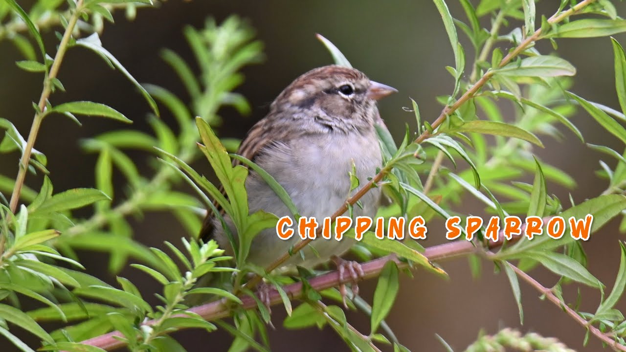 Chipping sparrow was taking a nap until it heard me 