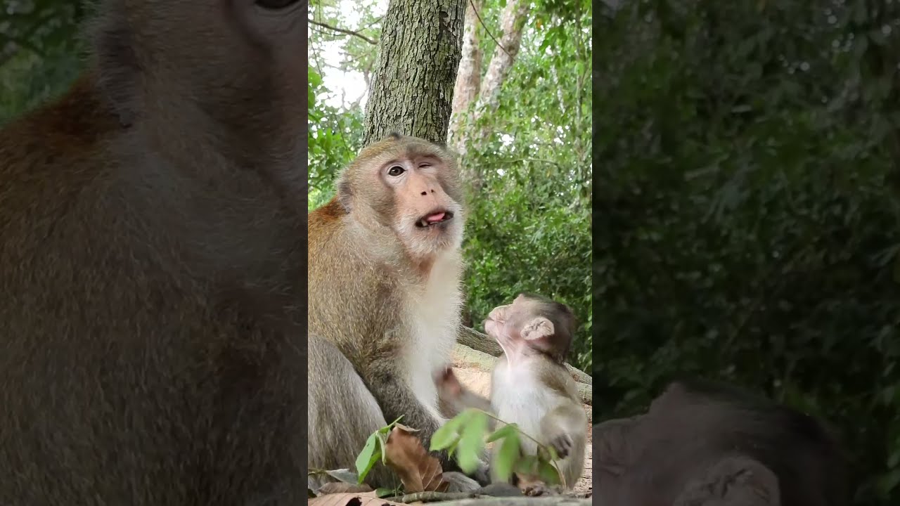 Really Nice Papa Monkey Balu