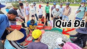 QUÁ ĐÃ TOÀN CÁ TƯƠI - Ngư Dân Hốt Mẻ Cá Quá Đậm Sau Gần 3 Giờ Kéo Cá ở Biển Mân Thái Đà Nẵng