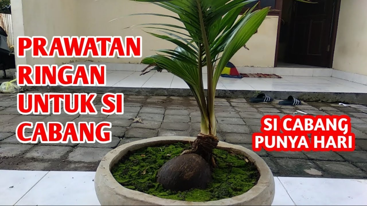 SI CABANG SUDAH BERANI UNJUK DIRI, PERAWATAN BONSAI KELAPA ...
