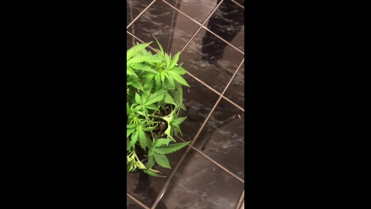 Weed Plants being Low Stress Trained