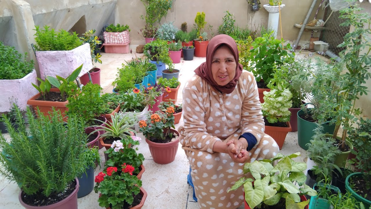 كيف تجعل نباتاتك المنزلية قوية ودائمة الخضرة مع أمي إيطو بمواد طبيعية موجودة في منازلكم ومجانية