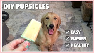 3 Ingredient DIY Popsicle Recipe for Dogs (HEALTHY AND EASY) - Golden Retriever Philippines