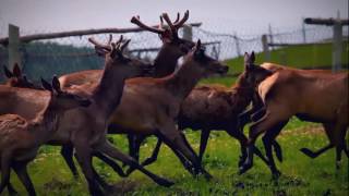 Presentation film about Altai Krai Presentation film about Altai Krai