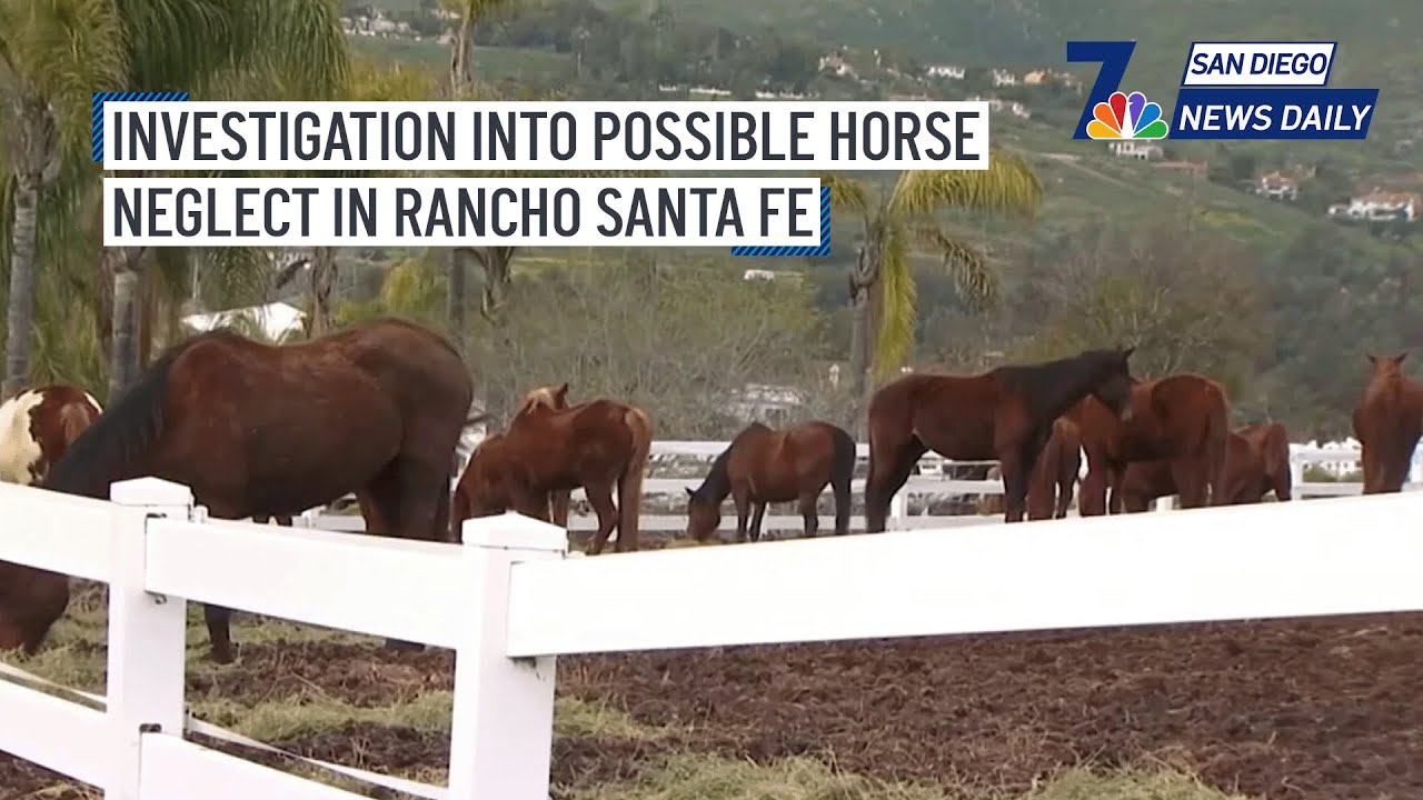 Investigation Into Possible Horse Neglect in Rancho Santa Fe | San ...