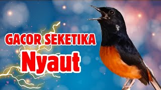 Download Lagu KETREKAN PANCINGAN MURAI BATU GACOR bikin EMOSI jadi NYAUT BUNYI BONGKAR MATERI FULL ISIAN PANJANG MP3
