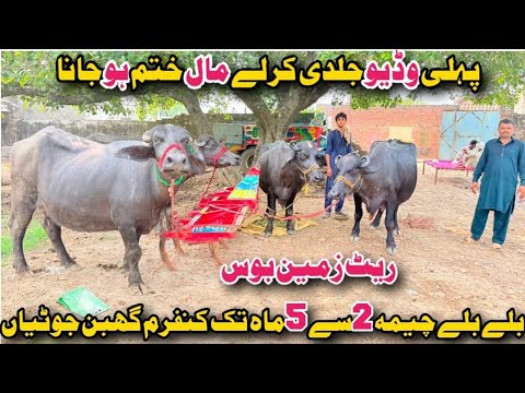 وسیم چیمہ سیالکوٹ 5 خوبصورت جوٹیاں دستیاب 13 اگست 2026 pak animal