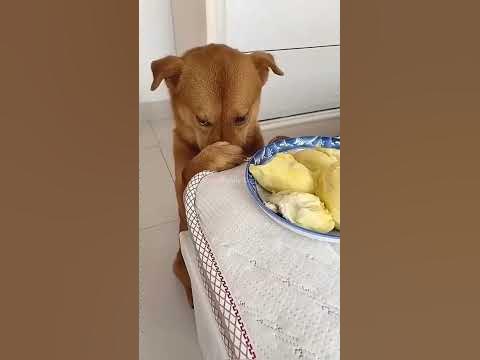 Дай пельмень - YouTube