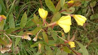 Experiencing the Beauty of Large-Flowered Evening Primrose: A Visual Delight
