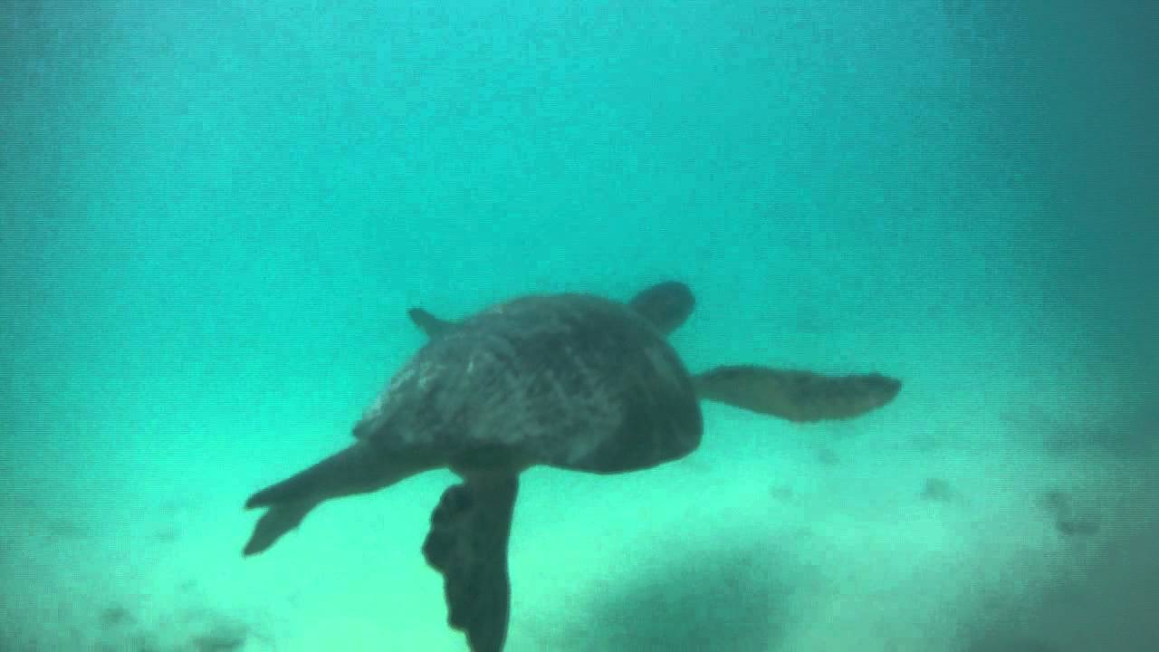 Swimming with four Galapagos Sea Turtles