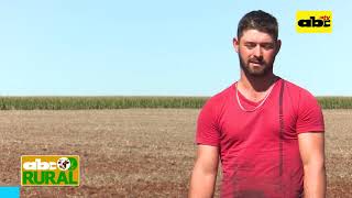 Abc Rural: Cómo debe ser la siembra de trigo