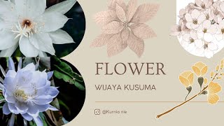 Wijaya Kusuma Flower