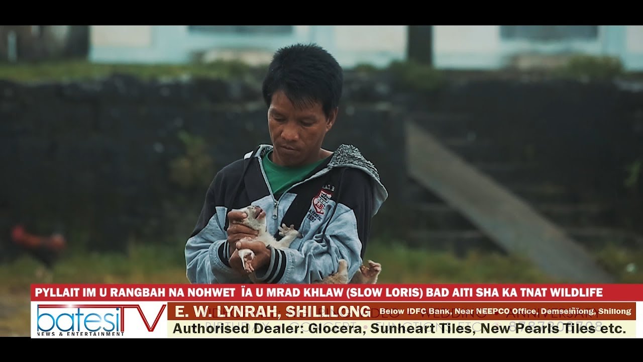 PYLLAIT IM U RANGBAH NA NOHWET  ÏA U MRAD KHLAW (SLOW LORIS) BAD AITI SHA KA TNAT WILDLIFE