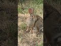 Cute Bunny Rabbit Chillin'