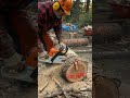 Super fast timber harvesting 🚀🌲