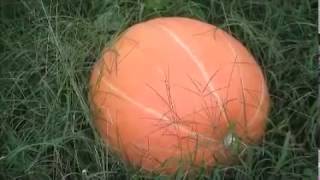 Harvesting Dill's Atlantic Giant Pumpkins October 2016 Halloween Pumpkin Patch Huge Big Large